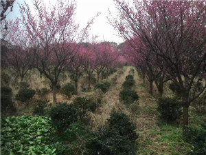 红梅基地