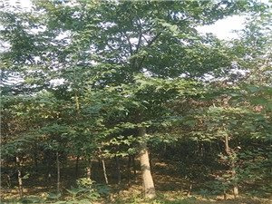 12公分朴树