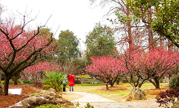 南京玄武湖梅花