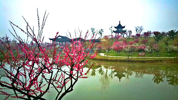江苏大丰梅花湾景区