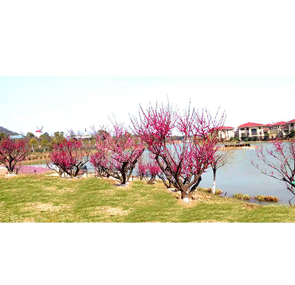 常州花鼓奇缘景区梅花