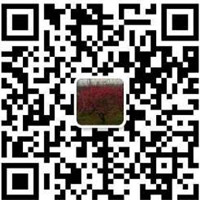 浙江林城红梅批发价格-红梅基地供应商行情-求购红梅种植户采购-长兴泗安友林苗木场